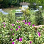 Le Chant Des Roses Gasthof Giverny