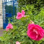 Le Chant Des Roses Gasthof